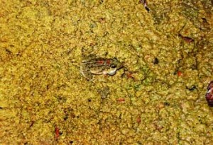 à¦¸à¦¾à¦œà¦¿à¦¦ à¦†à¦²à§€à¦° à¦†à¦¬à¦¿à¦·à§à¦•à§ƒà¦¤ à¦¬à§à¦¯à¦¾à¦™