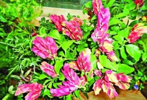 à¦®à§‡à¦•à§à¦¸à¦¿à¦•à¦¾à¦¨ à¦šà¦¿à¦‚à§œà¦¿ à¦«à§à¦²