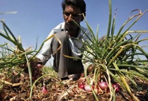 কৃষিঋণ বিতরণে অনিয়মের কারণে à¦à¦¾à¦°à¦¤ সরকারের দেওয়া সà§à¦¬à¦¿à¦§à¦¾ পৌà¦à¦›à¦¾à¦šà§à¦›à§‡ না কৃষকদের হাতে।