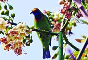 à¦¨à¦¾à¦‡à¦•à§à¦·à§à¦¯à¦‚à¦›à§œà¦¿à¦° à¦à¦•à¦Ÿà¦¿ à¦ªà¦¾à¦¹à¦¾à§œà¦¿ à¦¤à§à¦²à¦¾à¦—à¦¾à¦›à§‡ à¦ªà¦¾à¦¤à¦¾ à¦¬à§à¦²à¦¬à§à¦²à¦¿