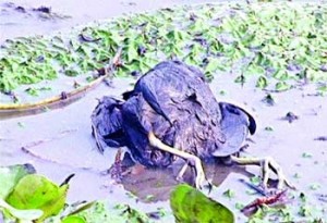 à¦¬à¦¿à¦²à§‡ à¦ªà§œà§‡ à¦†à¦›à§‡ à¦à¦•à¦Ÿà¦¿ à¦®à¦°à¦¾ à¦•à¦¾à¦²à¦¿à¦® à¦ªà¦¾à¦–à¦¿à¥¤ à¦›à¦¬à¦¿à¦Ÿà¦¿ à¦—à¦¤ à¦°à§‹à¦¬à¦¬à¦¾à¦° à¦¤à§‹à¦²à¦¾