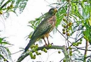 বঙà§à¦—বনà§à¦§à§ শেখ মà§à¦œà¦¿à¦¬à§à¦° রহমান কৃষি বিশà§à¦¬à¦¬à¦¿à¦¦à§à¦¯à¦¾à¦²à§Ÿ কà§à¦¯à¦¾à¦®à§à¦ªà¦¾à¦¸à§‡ শà§à¦¬à§‡à¦¤à¦¾à¦•à§à¦·à¦¿ তিশাবাজ