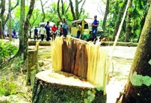 à¦ªà§à¦°à¦¤à¦¿à¦¬à¦¨à§à¦§à¦•à¦¤à¦¾ à¦¸à§ƒà¦·à§à¦Ÿà¦¿à¦° à¦œà¦¨à§à¦¯ à¦¸à¦¾à¦®à§à¦ªà§à¦°à¦¤à¦¿à¦• à¦¹à¦°à¦¤à¦¾à¦²à¦—à§à¦²à§‹à¦¤à§‡ à¦¦à§‡à¦¶à§‡à¦° à¦¬à¦¿à¦à¦¿à¦¨à§à¦¨ à¦¸à§à¦¥à¦¾à¦¨à§‡  à¦¸à§œà¦•à§‡à¦° à¦ªà¦¾à¦¶à§‡ à¦¥à¦¾à¦•à¦¾ à¦›à¦¾à§Ÿà¦¾à¦¬à§ƒ