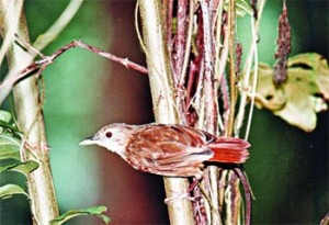 à¦–à¦¾à¦¬à¦¾à¦°à§‡à¦° à¦¸à¦¨à§à¦§à¦¾à¦¨à§‡ à¦à§à¦¯à¦¾à¦¦à¦¾à¦Ÿà§à¦¨à¦¿