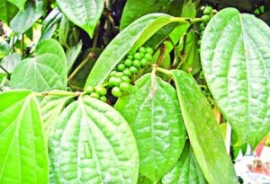 à¦—à§‹à¦²à¦®à¦°à¦¿à¦š